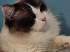 -猫色咖啡·猫咖