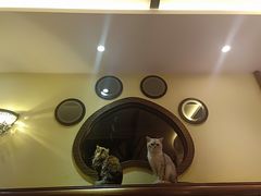 -more than meow吴止猫主题餐厅(承德 中船汇店)