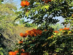 -中国科学院西双版纳热带植物园