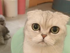 -Honey Bacca 哈尼芭卡高端萌宠(朝阳大悦城店)