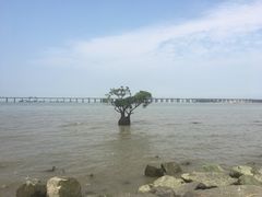 -宝安西湾红树林湿地公园