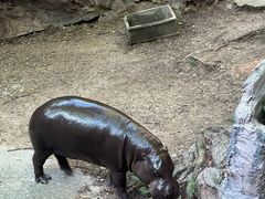 -清迈夜间动物园