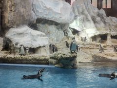 -帝企鹅自助餐厅•儿童岛•真企鹅(长隆企鹅酒店)