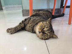 -纳吉亚猫专科动物医院博雅分院