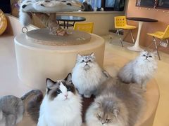 -有喵·猫咖·狗咖·30几只猫10只小狗(岗厦店)