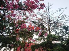 -厦门国家会计学院