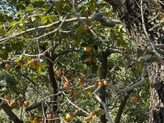 -石老人观光园
