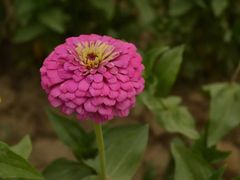 -曲江薰衣草庄园