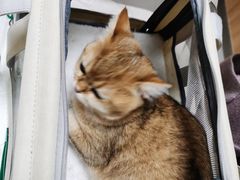 -瑞派宠物医院·24h·骨外科·皮肤科·全科宠物医疗转诊中心(沈阳浑南院)
