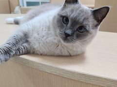 -鼓捣猫呢主题猫咖店