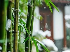 -杭州植物园