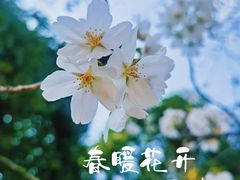 -武汉大学-樱园