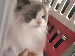 -爱洗澡的猫(望京店)
