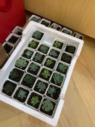 -茱莉蔻