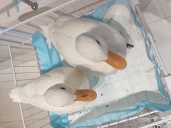 -怪兽屋·羊驼·猫咖·狗咖(俊华广场店)