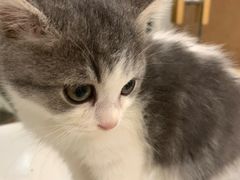 -楼上猫咖(罗湖店)