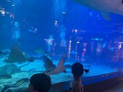 -烟台海昌鲸鲨海洋公园