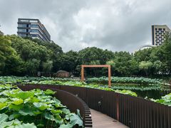 -陈家山荷花公园