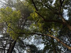 -灵顺寺
