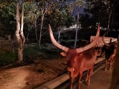 -清迈夜间动物园