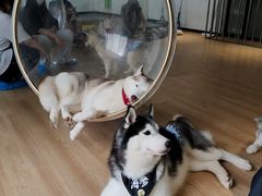 -Husky Go! 哈士奇体验馆·宠物咖啡厅狗咖