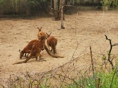-北京野生动物园