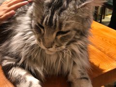 -猫小院猫主题餐厅(三里屯店)