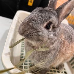 -Moni星球萌宠·小马宝莉·灵蛇·高端高阶全萌宠互动体验俱乐部(红豆国际广场店)