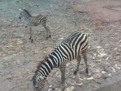 -清迈夜间动物园