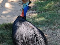 -西霞口神雕山野生动物世界