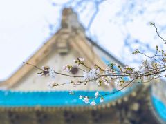 -武汉大学-樱园