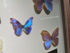 -上海昆虫博物馆