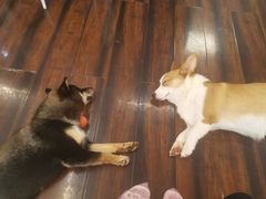 -豆柴町-柴犬主题狗咖(红鼎国际C座店)