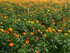 -松山湖梦幻百花洲