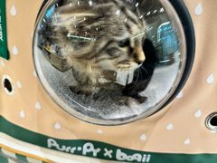 -momokira米努特·德文卷毛猫·棉花面纱犬