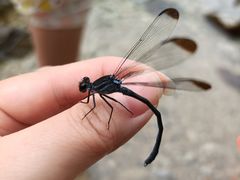 -沣峪口