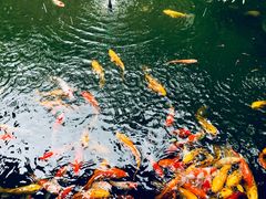 -三亚亚龙湾五号度假别墅酒店