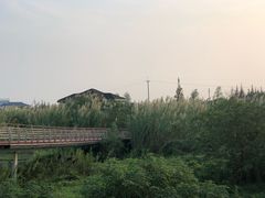 -江滩湿地公园