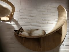 -momokira米努特·德文卷毛猫·棉花面纱犬