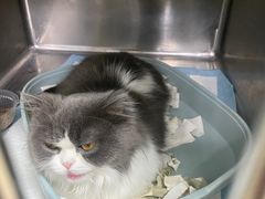 -达爱动物医院·犬猫分区·CT·复杂眼科(远洋山水分院)