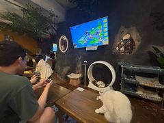 -猫猫幼稚园·撸猫·桌游·电玩