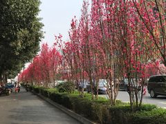 -钢管厂五区小郡肝串串香(奥克斯广场锦城万达店)