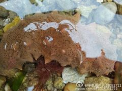 -青岛银沙滩温德姆至尊酒店