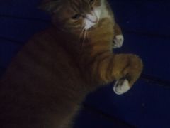 海妖酒吧-Sirena海妖日咖夜酒