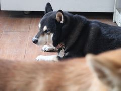 -柴犬高等学院·狗咖·柴犬售卖·宠物训练