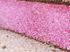 -枫林花海