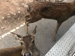 -清迈夜间动物园