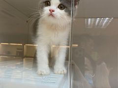 -lincat·猫舍(广州店)