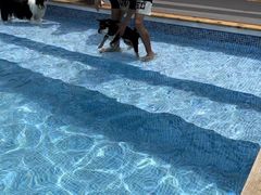 -爪吧宠物乐园·宠物泳池(温榆河示范区店)
