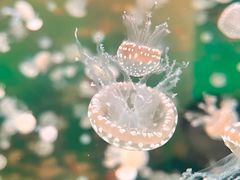-海合安武汉极地海洋公园